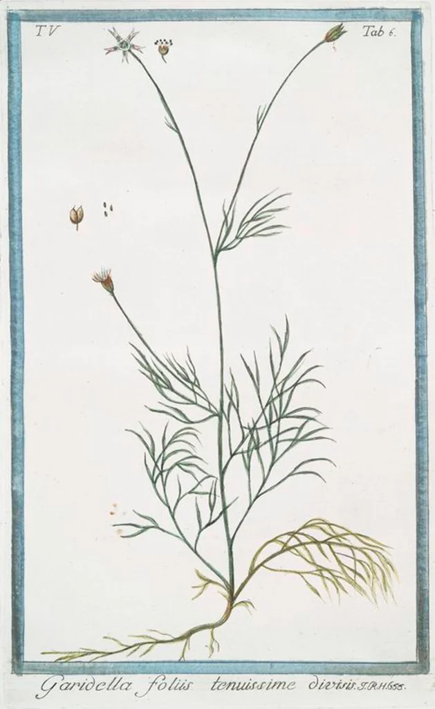 An illustration from Hortus Romanus plantaru, 1772, leaf 416