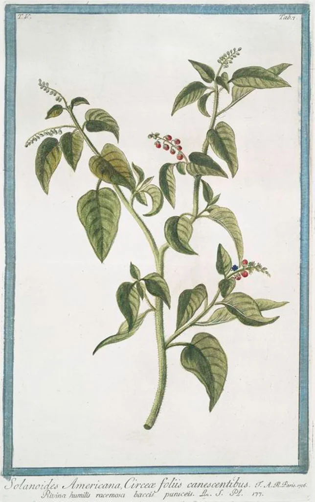 An illustration from Hortus Romanus plantaru, 1772, leaf 417
