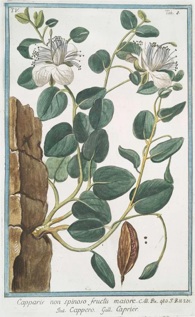 An illustration from Hortus Romanus plantaru, 1772, leaf 418