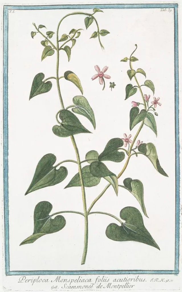 An illustration from Hortus Romanus plantaru, 1772, leaf 42