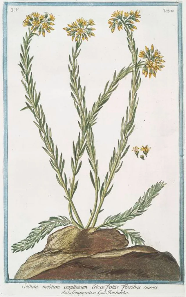An illustration from Hortus Romanus plantaru, 1772, leaf 420