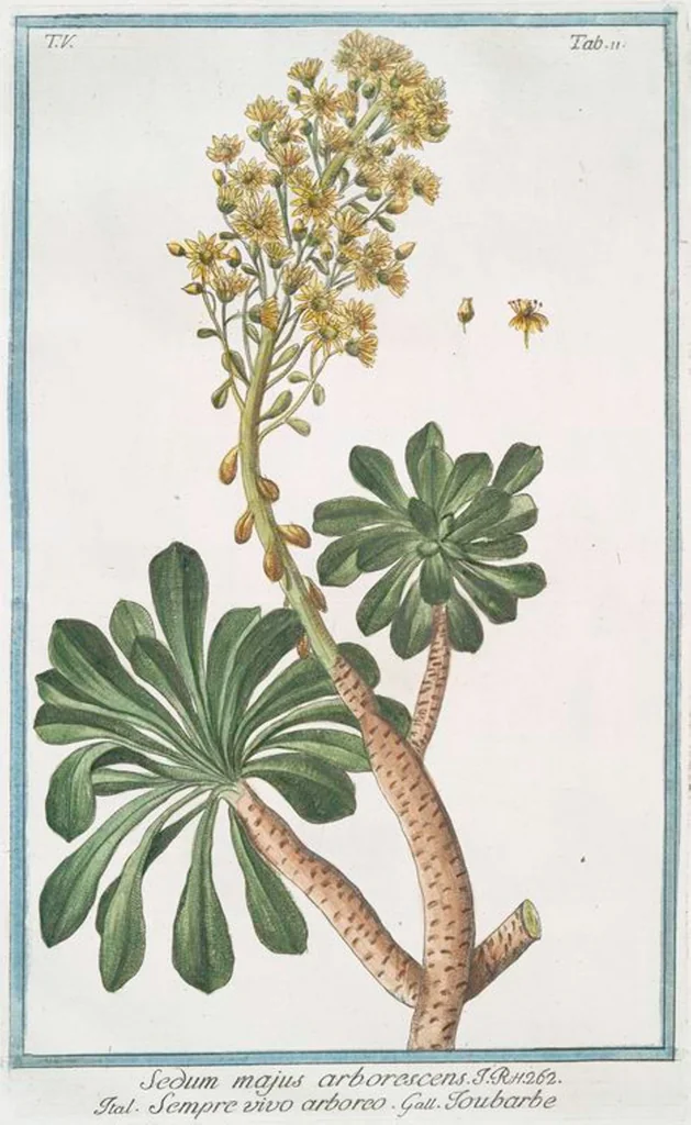 An illustration from Hortus Romanus plantaru, 1772, leaf 421