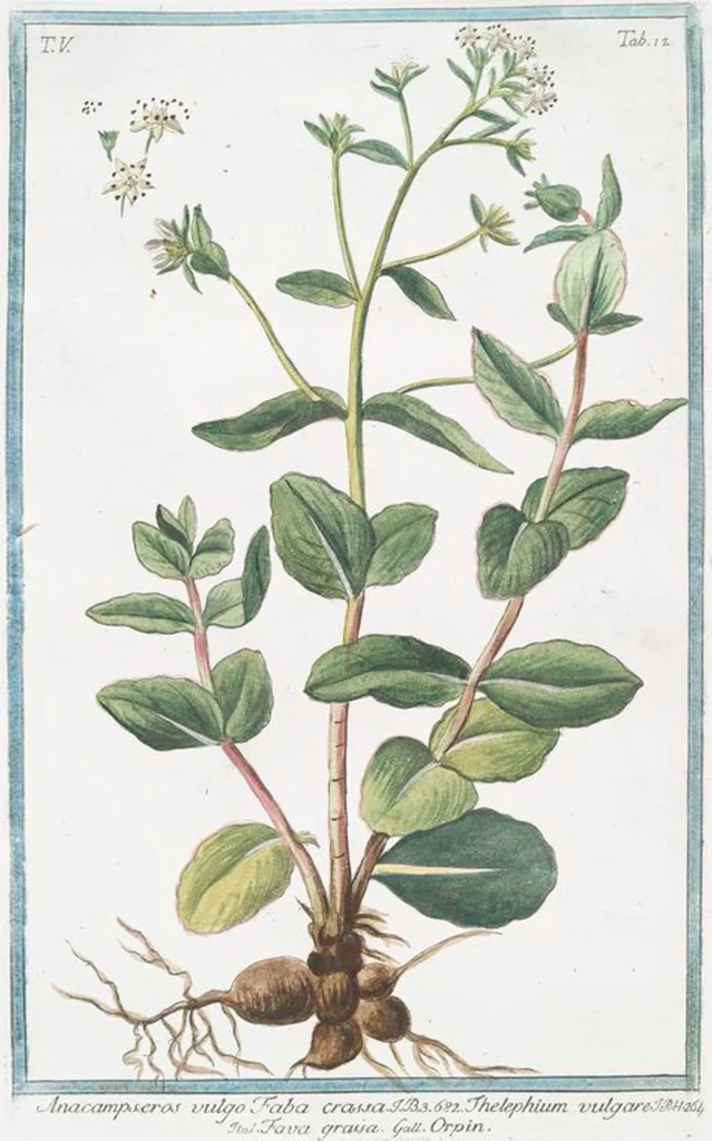 An illustration from Hortus Romanus plantaru, 1772, leaf 422