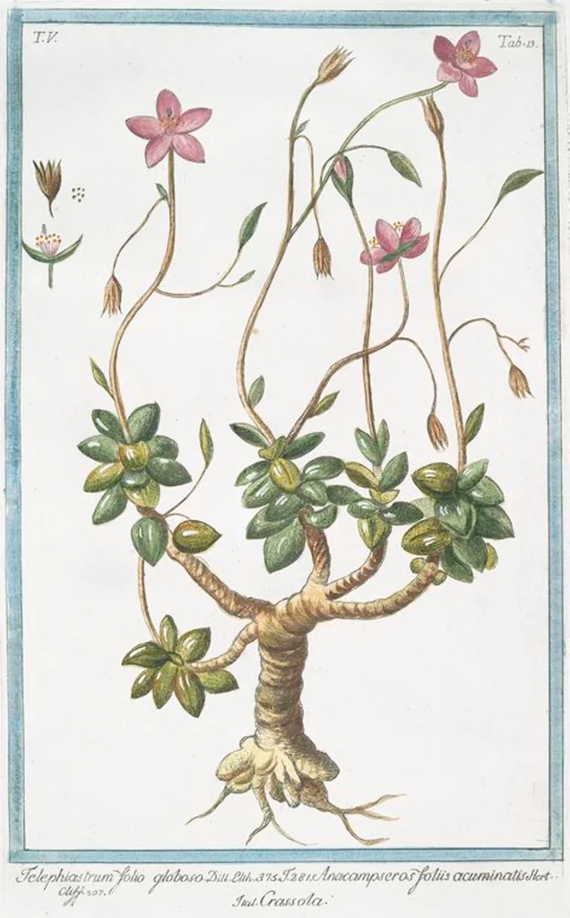An illustration from Hortus Romanus plantaru, 1772, leaf 423