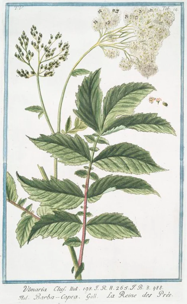 An illustration from Hortus Romanus plantaru, 1772, leaf 424