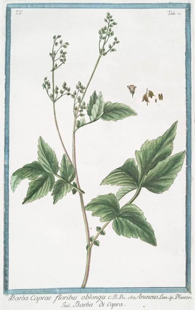 An illustration from Hortus Romanus plantaru, 1772, leaf 425