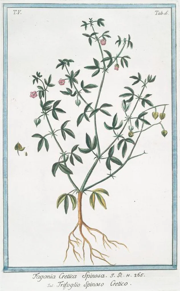 An illustration from Hortus Romanus plantaru, 1772, leaf 426