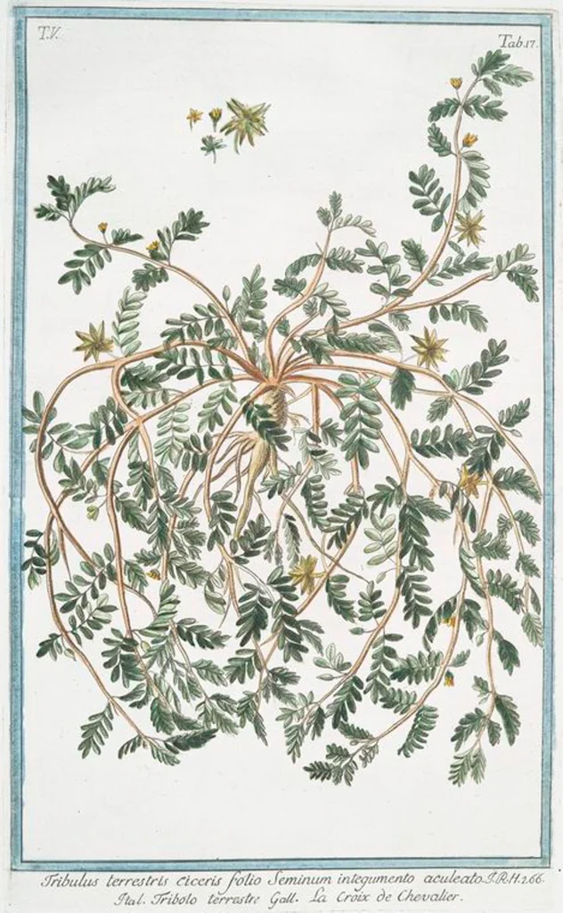 An illustration from Hortus Romanus plantaru, 1772, leaf 427