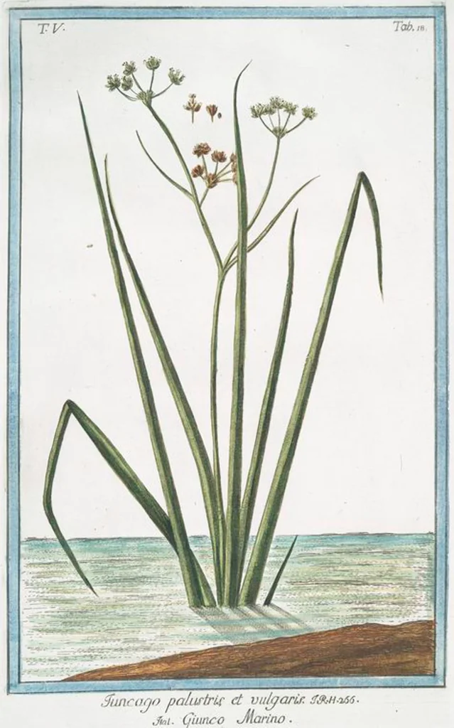 An illustration from Hortus Romanus plantaru, 1772, leaf 428
