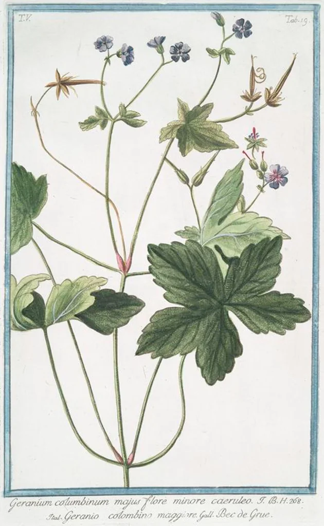 An illustration from Hortus Romanus plantaru, 1772, leaf 429