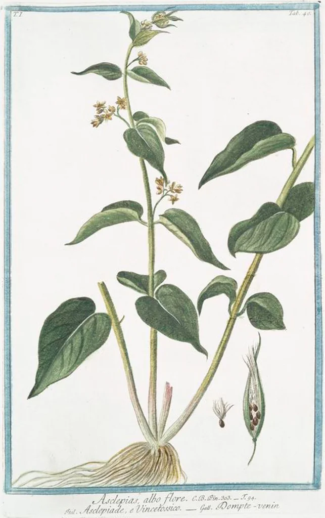 An illustration from Hortus Romanus plantaru, 1772, leaf 43