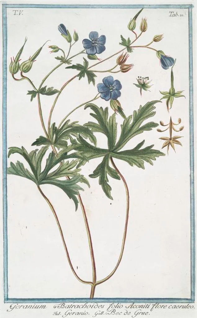 An illustration from Hortus Romanus plantaru, 1772, leaf 430