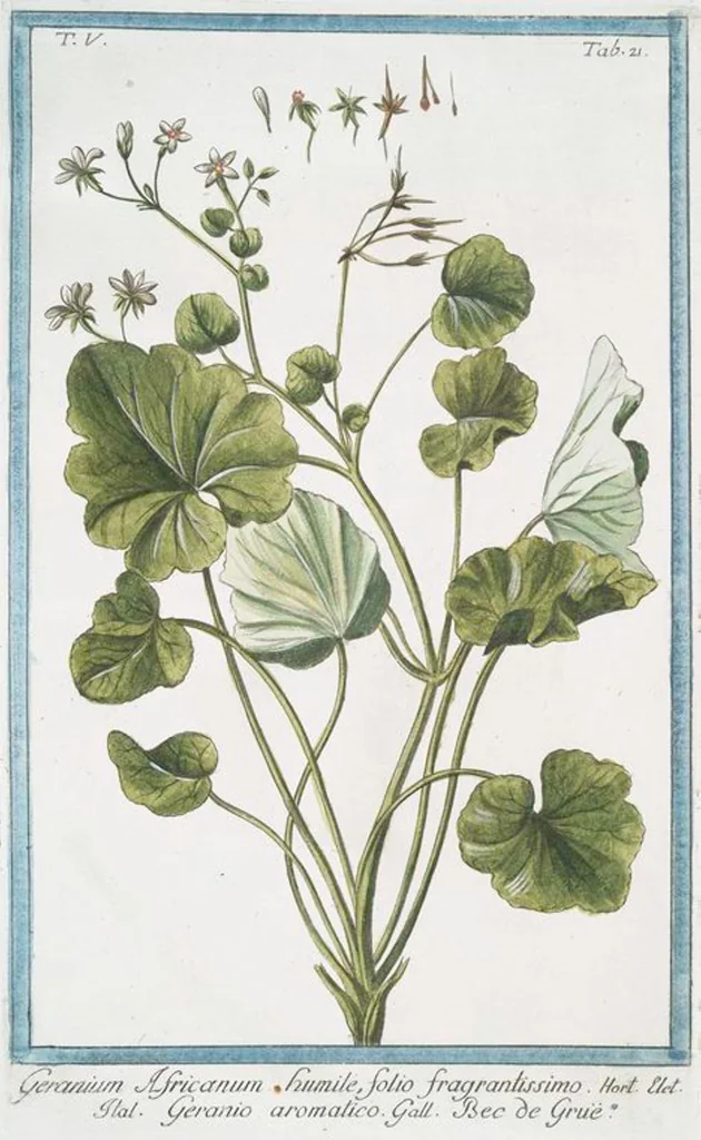 An illustration from Hortus Romanus plantaru, 1772, leaf 431