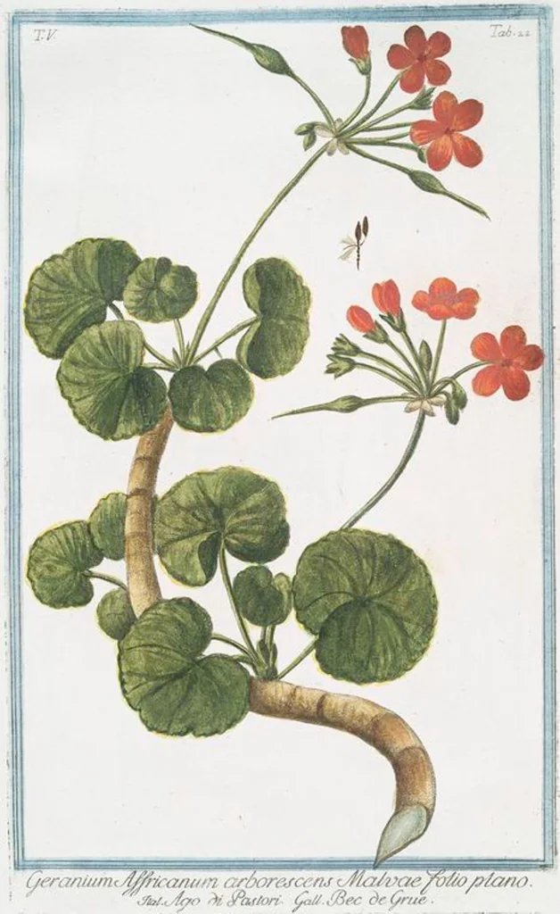 An illustration from Hortus Romanus plantaru, 1772, leaf 432
