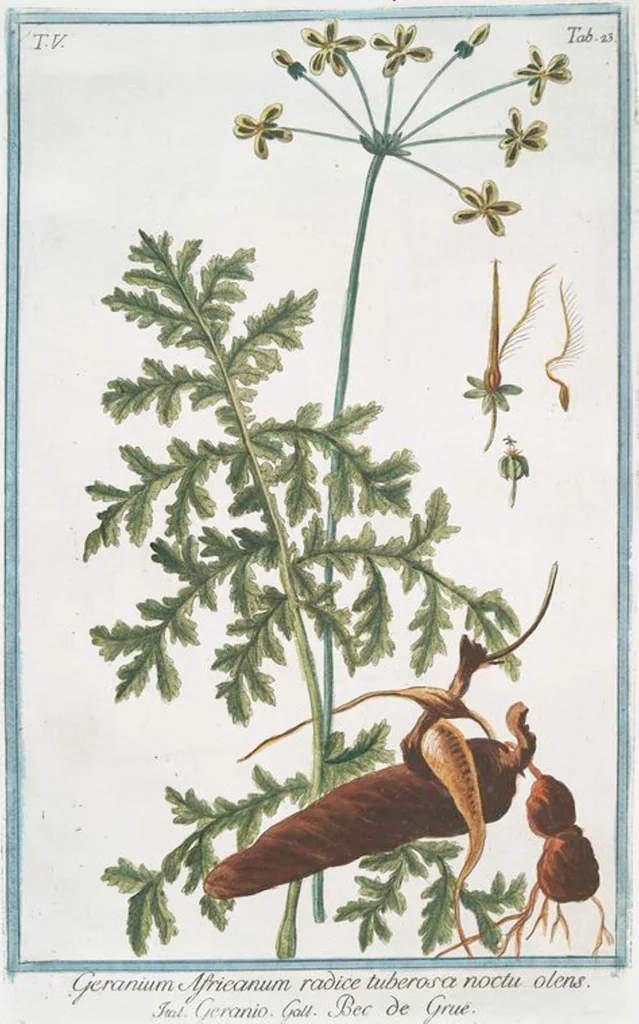 An illustration from Hortus Romanus plantaru, 1772, leaf 433