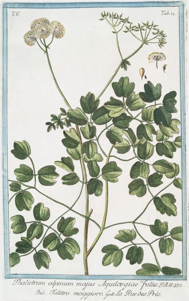 An illustration from Hortus Romanus plantaru, 1772, leaf 434