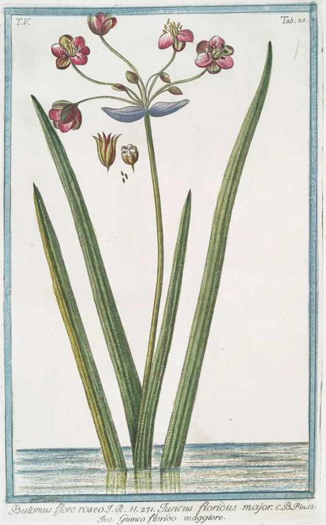 An illustration from Hortus Romanus plantaru, 1772, leaf 435