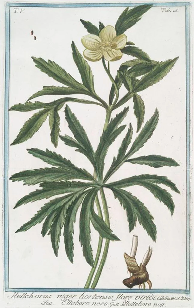 An illustration from Hortus Romanus plantaru, 1772, leaf 436