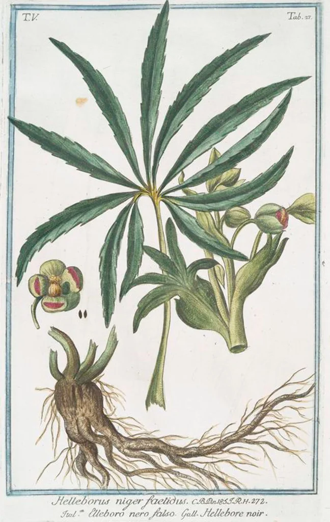 An illustration from Hortus Romanus plantaru, 1772, leaf 437