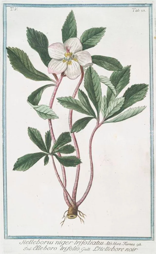 An illustration from Hortus Romanus plantaru, 1772, leaf 438