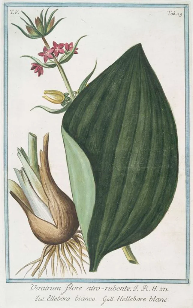 An illustration from Hortus Romanus plantaru, 1772, leaf 439