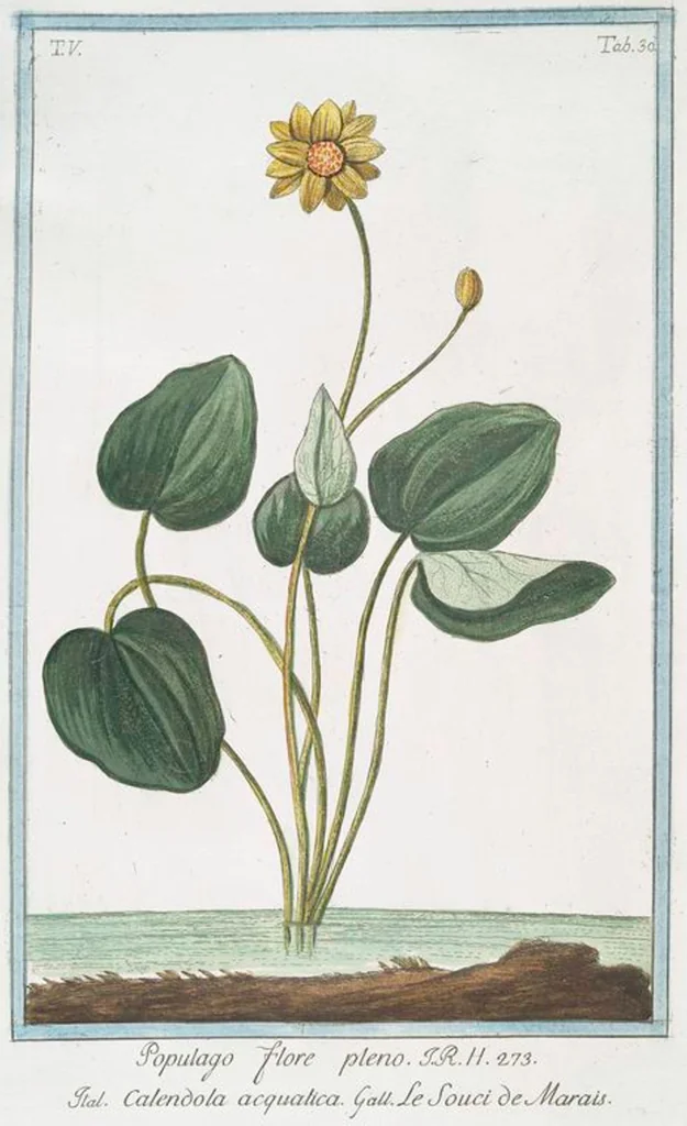An illustration from Hortus Romanus plantaru, 1772, leaf 440