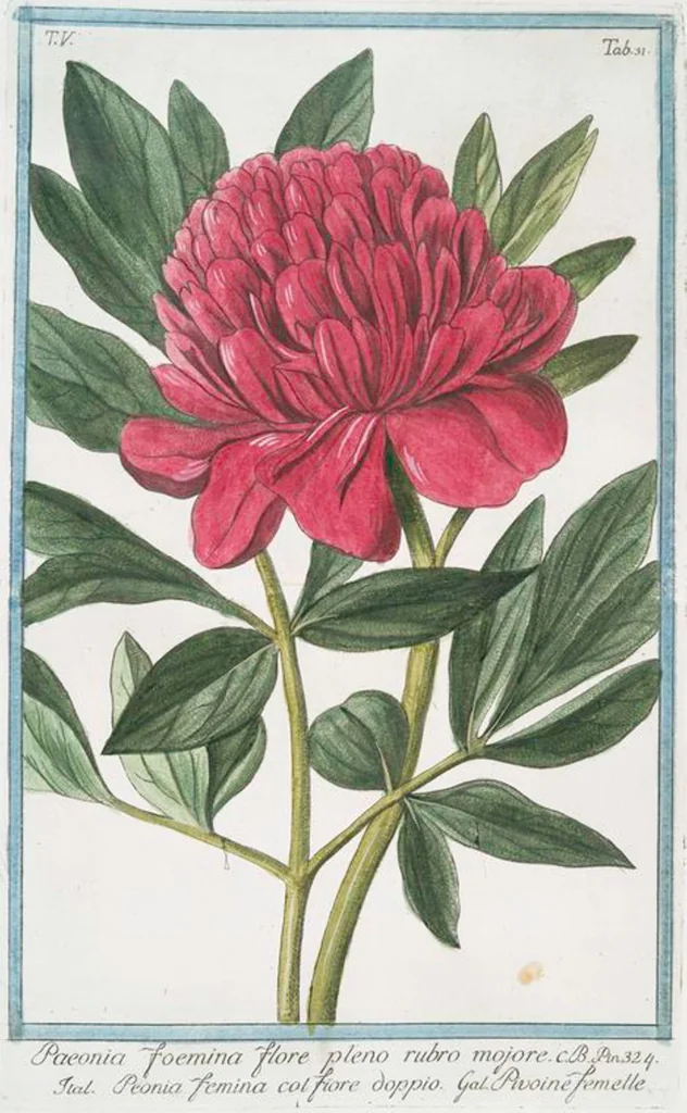 An illustration from Hortus Romanus plantaru, 1772, leaf 441