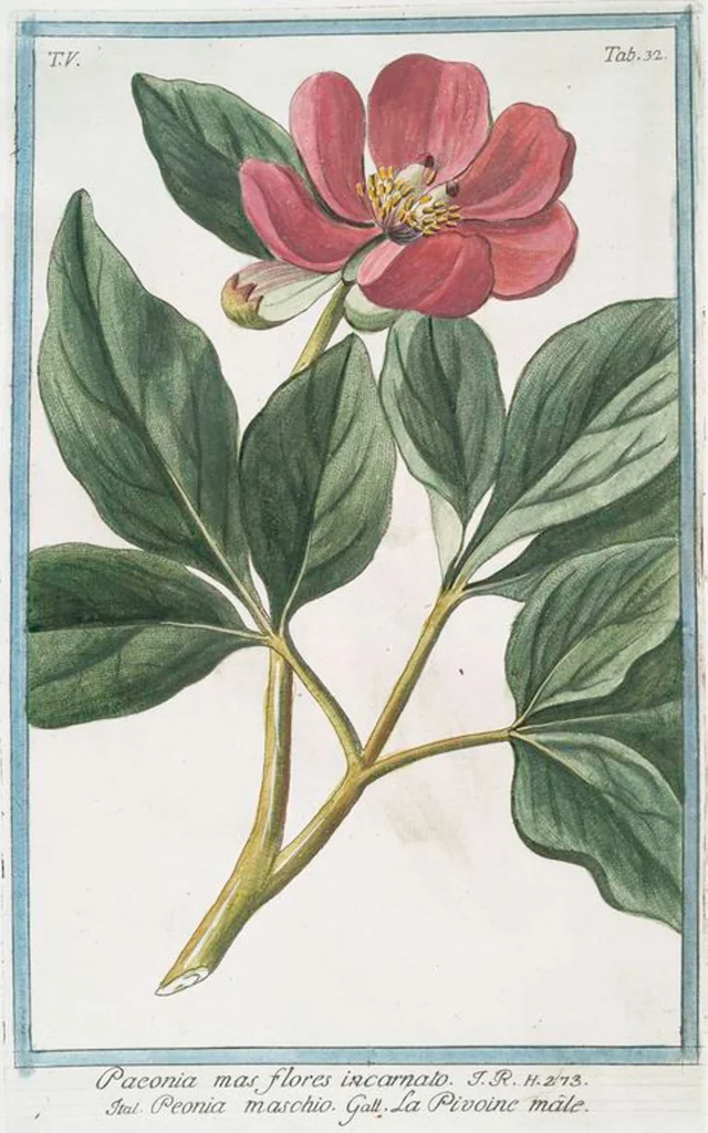 An illustration from Hortus Romanus plantaru, 1772, leaf 442