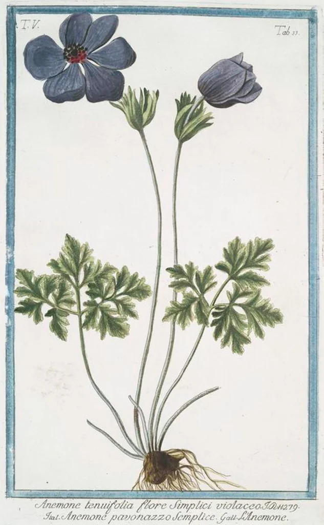 An illustration from Hortus Romanus plantaru, 1772, leaf 443