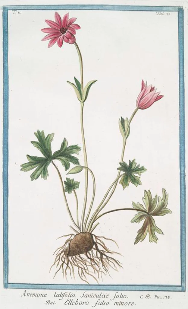 An illustration from Hortus Romanus plantaru, 1772, leaf 445