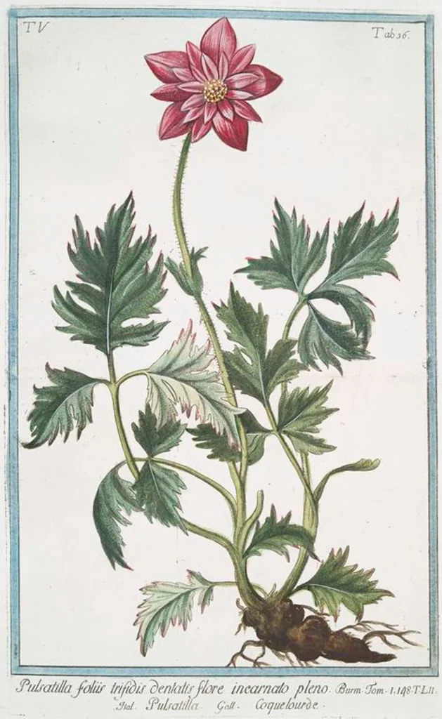 An illustration from Hortus Romanus plantaru, 1772, leaf 446