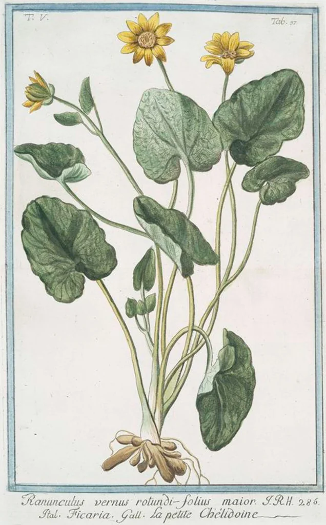 An illustration from Hortus Romanus plantaru, 1772, leaf 447