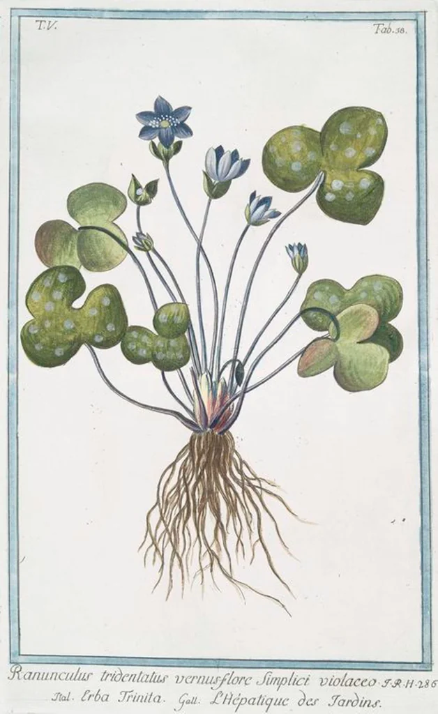 An illustration from Hortus Romanus plantaru, 1772, leaf 448