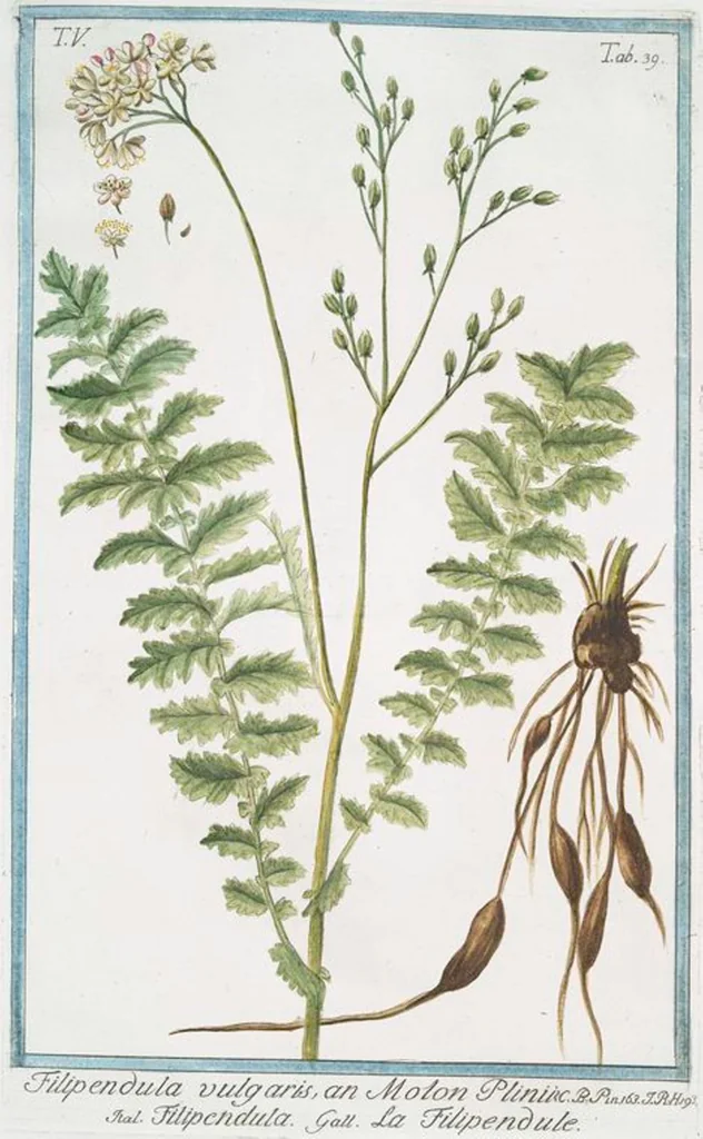 An illustration from Hortus Romanus plantaru, 1772, leaf 449