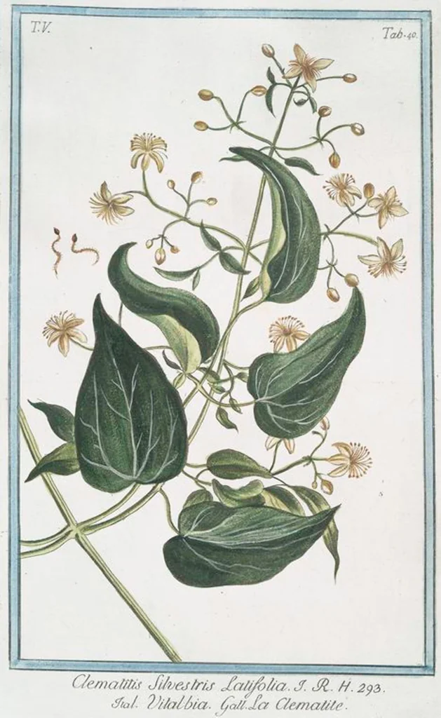 An illustration from Hortus Romanus plantaru, 1772, leaf 450