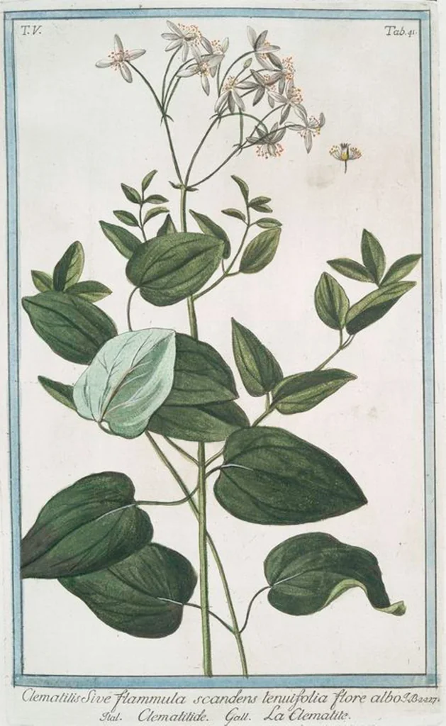 An illustration from Hortus Romanus plantaru, 1772, leaf 451