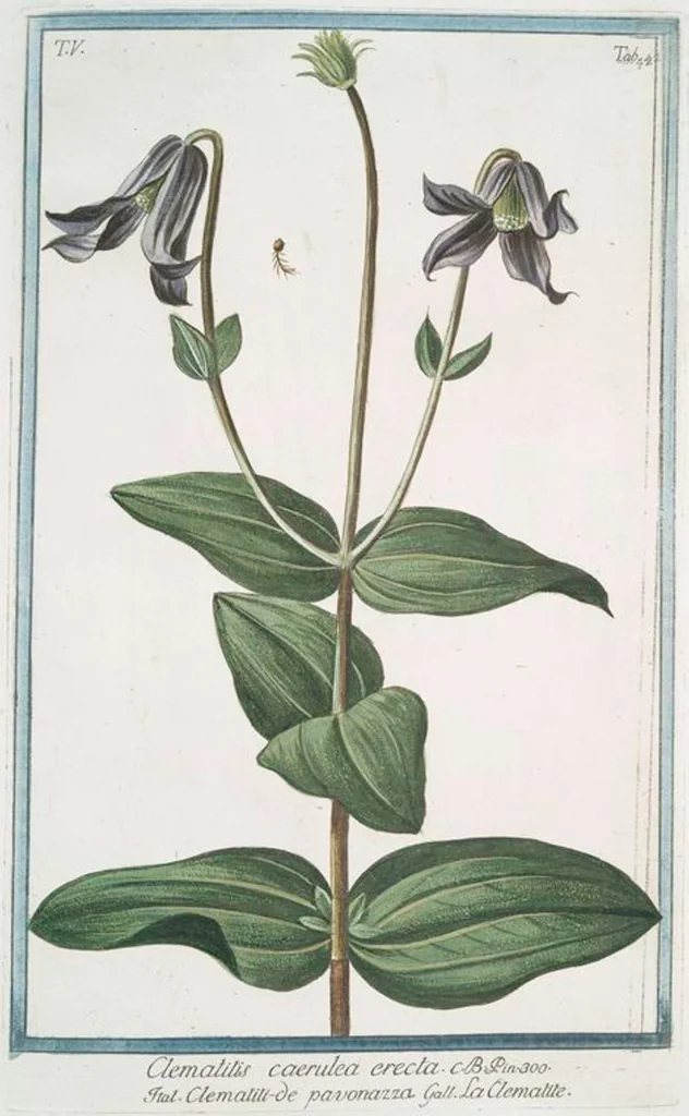 An illustration from Hortus Romanus plantaru, 1772, leaf 452
