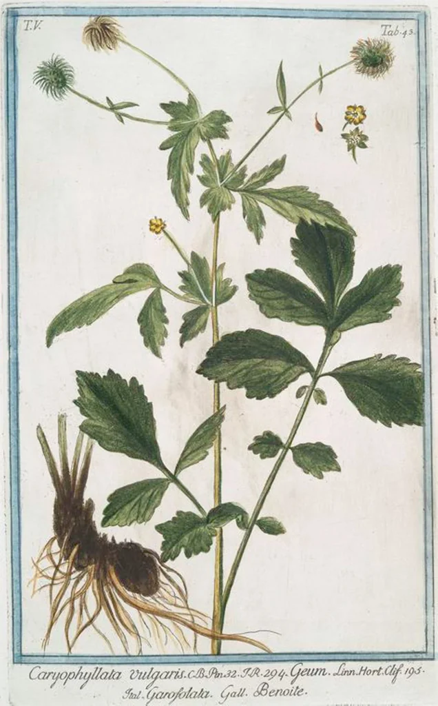 An illustration from Hortus Romanus plantaru, 1772, leaf 453