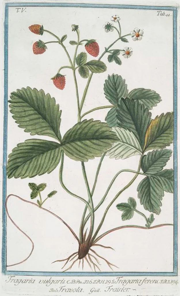 An illustration from Hortus Romanus plantaru, 1772, leaf 454