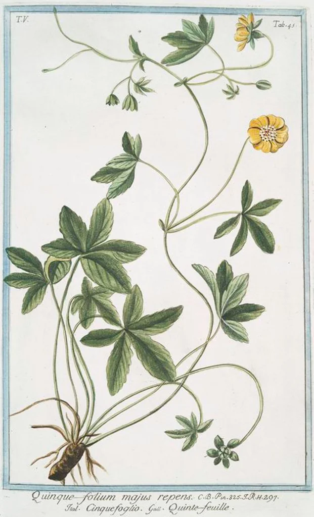 An illustration from Hortus Romanus plantaru, 1772, leaf 455