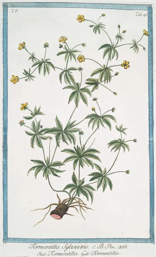 An illustration from Hortus Romanus plantaru, 1772, leaf 456