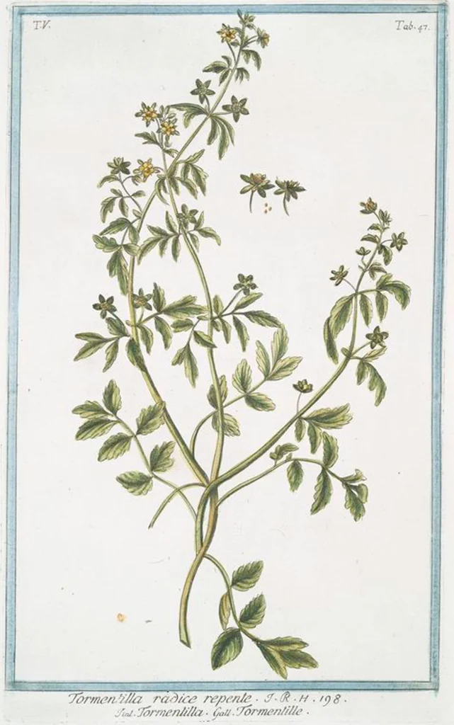 An illustration from Hortus Romanus plantaru, 1772, leaf 457