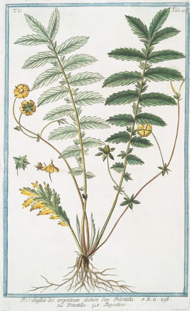 An illustration from Hortus Romanus plantaru, 1772, leaf 458