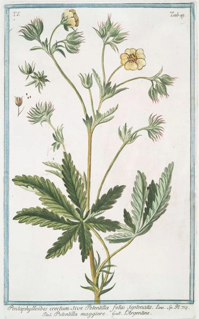 An illustration from Hortus Romanus plantaru, 1772, leaf 459