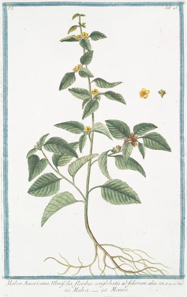 An illustration from Hortus Romanus plantaru, 1772, leaf 46