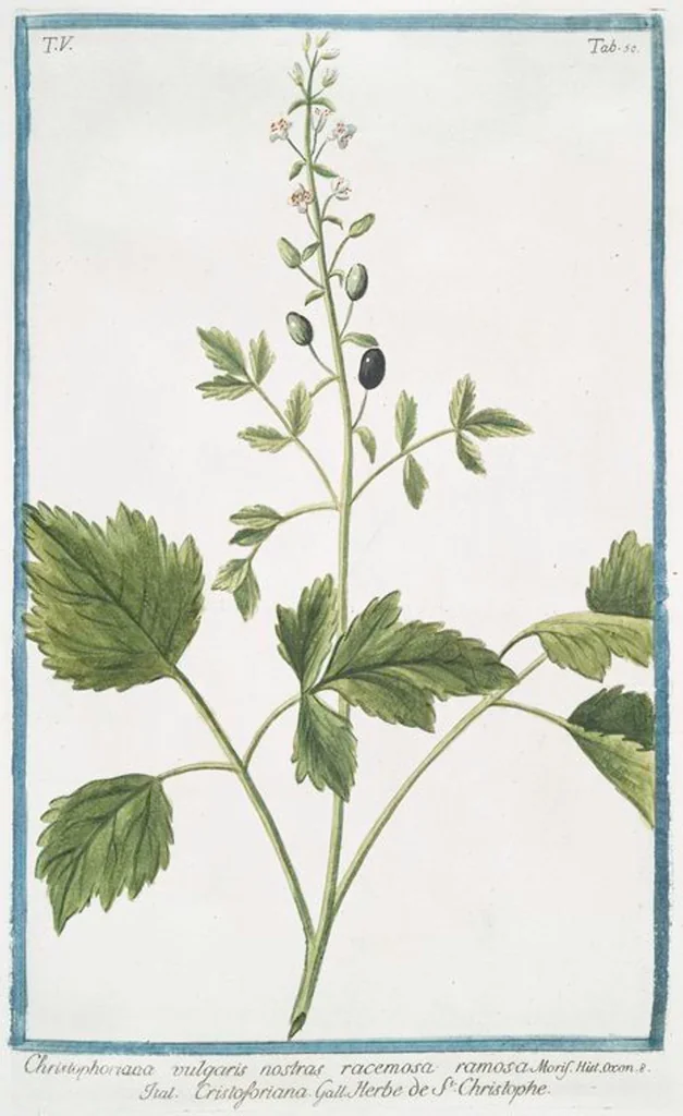 An illustration from Hortus Romanus plantaru, 1772, leaf 460
