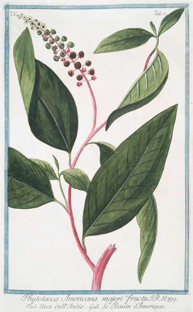 An illustration from Hortus Romanus plantaru, 1772, leaf 461