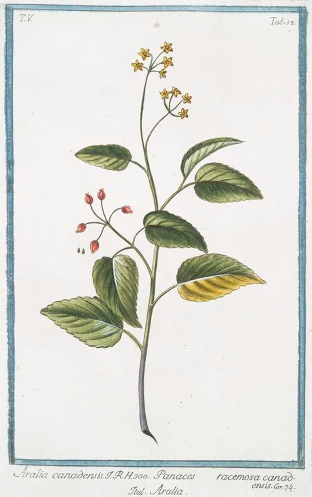 An illustration from Hortus Romanus plantaru, 1772, leaf 462