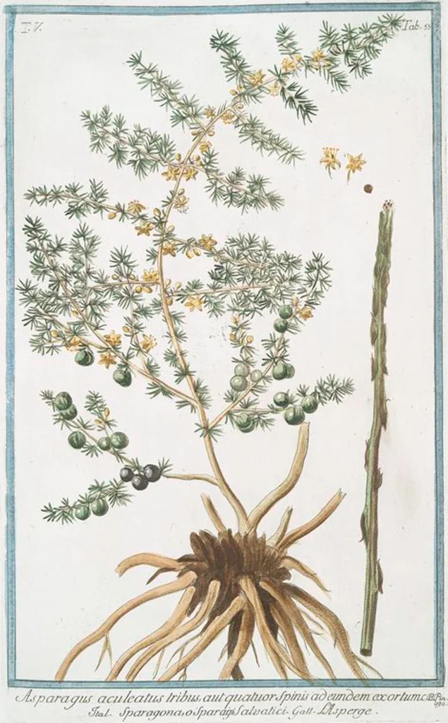 An illustration from Hortus Romanus plantaru, 1772, leaf 463
