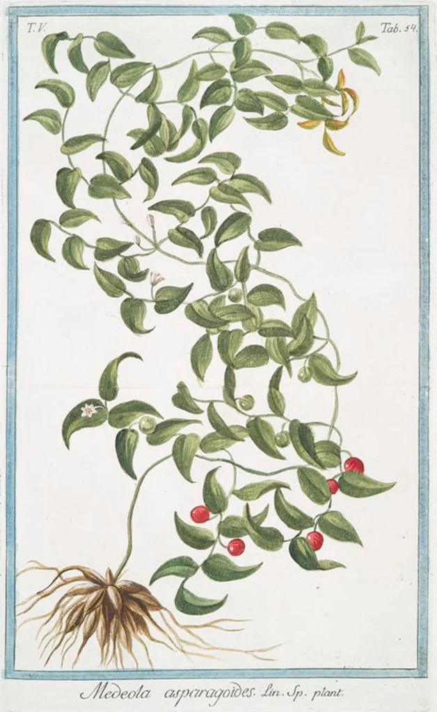An illustration from Hortus Romanus plantaru, 1772, leaf 464